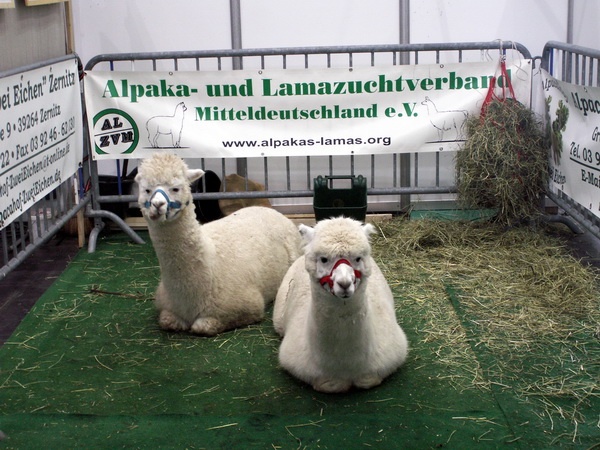 Heimtiermesse 2009   092.jpg